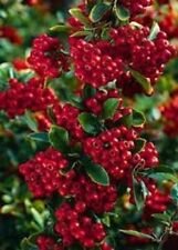 FIRETHORN PYRACANTHA RED