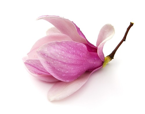 Magnolia plants - plants,