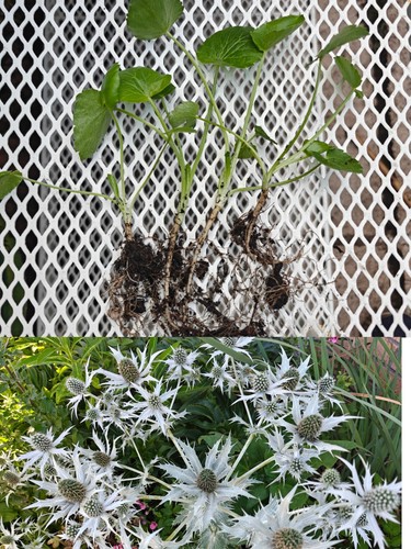 Eryngium giganteum miss - eryngium,