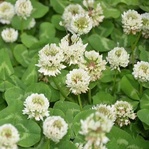 Fast growing 3000 white - 3000, clover