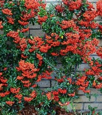 2 x Pyracantha Orange Glow/Red