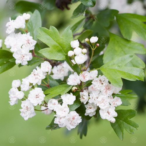 Crataegus plena double white - plena, |