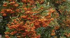 2 x Pyracantha Orange Glow/Red