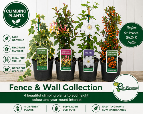 Climbing wall plants - climbing,