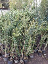 Pyracantha Red Berries Amazing