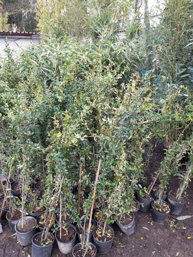 Pyracantha red berries - pyracantha,