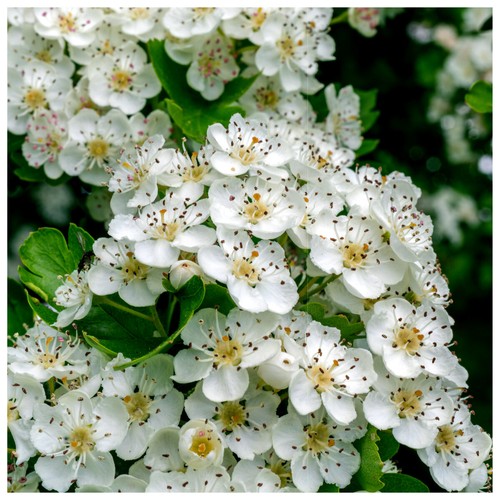 Hawthorn hedging - 5,