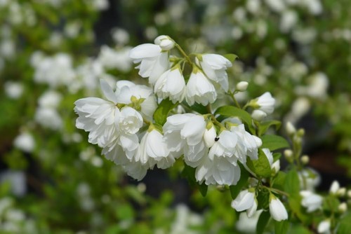 Mock orange plants - mock,