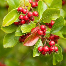 Crataegus persimilis