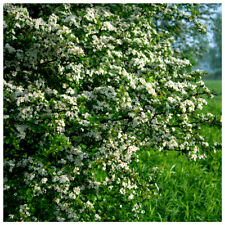 3 Hawthorn 2-3ft, 60-90cm