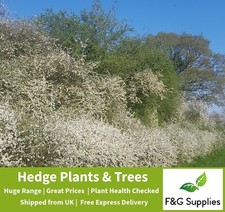 Blackthorn Hedge Plants native