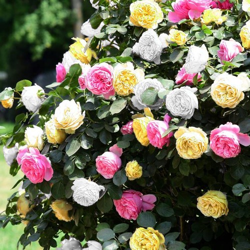 Tricolour rose bush - bush, |
