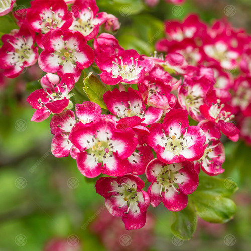 Crataegus laevigata crimson - crataegus, 'crimson