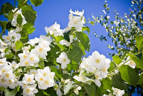 Mock orange plants - mock,