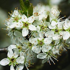 100 Blackthorn Hedging Plant