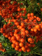 5 Pyracantha Orange Glow 2L