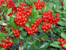 2 Pyracantha Evergreen Red