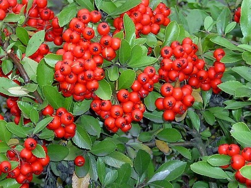 Pyracantha evergreen red - 5,