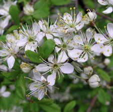 1 Blackthorn Hedging 40cm Tall