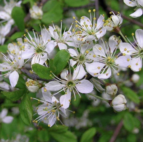 Blackthorn hedging 40cm tall - hedging,