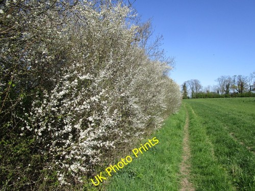Photo 6x4 whitethorn hedge - whitethorn,