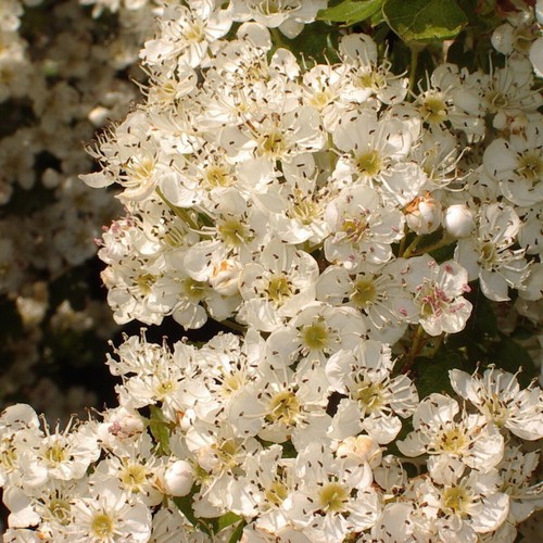 Hawthorn hedging - 50,