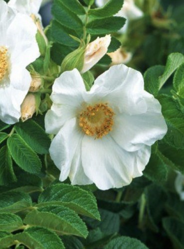 Rosa rugosa alba white rose - alba,