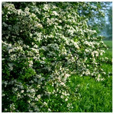 100 Hawthorn 2-3ft, 60-90cm