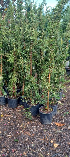 Pyracantha red berries amazing - pyracantha,