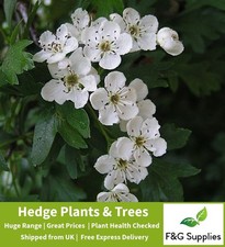 Hawthorn Hedge Plants native