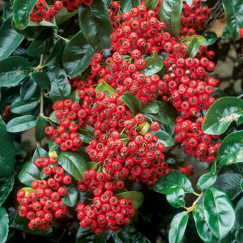Pyracantha mohave evergreen - mohave,