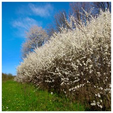 25 Blackthorn Hedging 40-60cm
