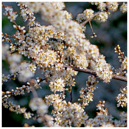 Blackthorn hedging 1l - blackthorn, in