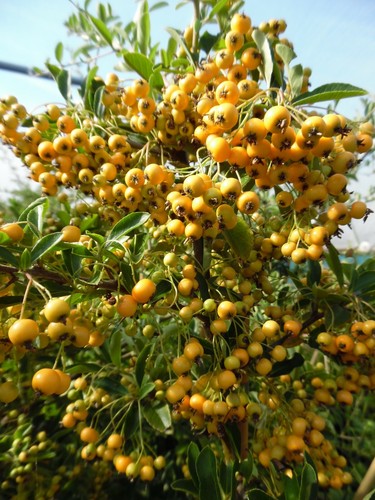 Pyracantha soleil or - pyracantha,