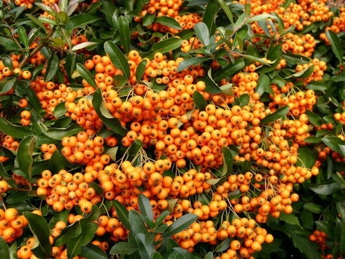 Firethorn pyracantha orange - pyracantha,