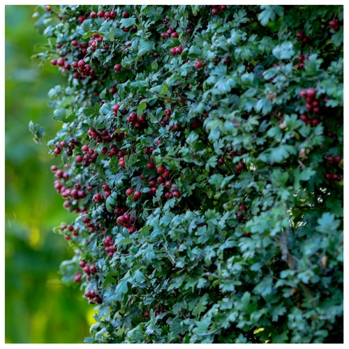 Hawthorn hedging - hawthorn,